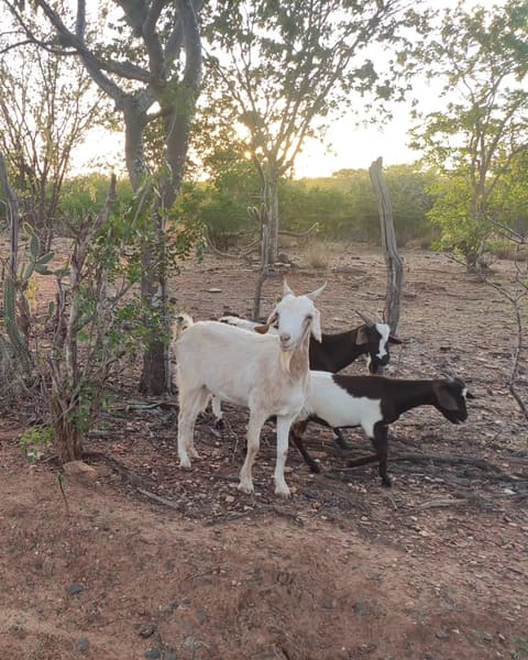 Cabras entre árvores secas e cactos da caatinga, com a luz dourada do fim da tarde.